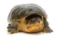 Claudius angustatus Mexico adult female